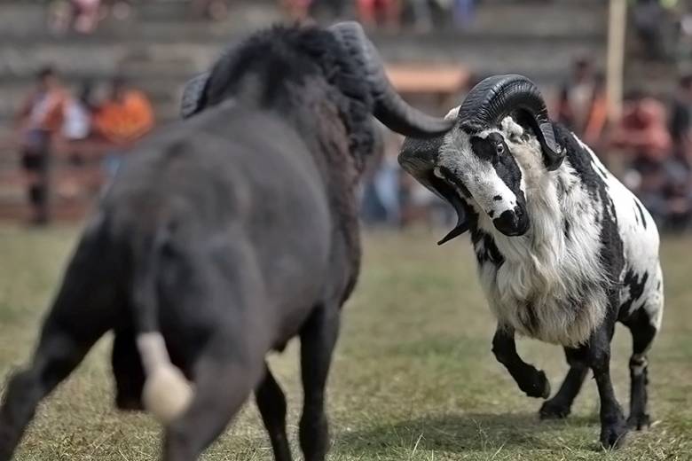 Adu Domba Makin Merajalela Usai Pemilu 2019